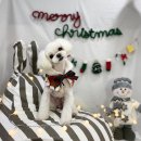 늘, 빛나개 이미지