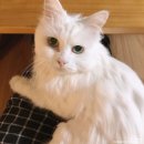 대방동물병원 이미지