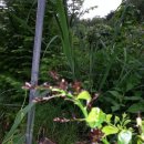 라임나무 이미지