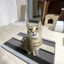 사막화방지, 올웨이즈올펫 고양이 화장실 모래매트 후기