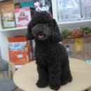 똥강아지 미용 이미지