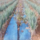 대박4농장 이미지