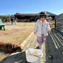 제주평화음악회 | 제주 두돌아기랑 가볼만한곳 : 동물 먹이주기 천국!(새별프렌즈/아침미소목장/렛츠런파크)