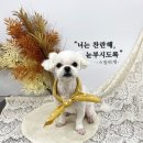 스윗하개 이미지