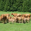 혁신에스에스 이미지