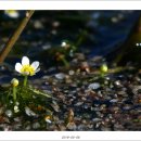 새봄을 기다리며 다시 보는 우리 들꽃 (40) - 매화마름 이미지