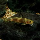 1급태화강정비 이미지