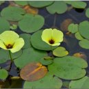 오리사랑 이미지