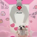 노라도라 | 포천애견카페 노라도라 최꼬미의 또또또간집 후기 🐶☕️