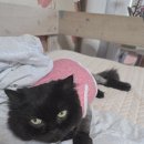 파주고양이 미용실 | [파주 고양이미용실]오묘화당 - 노령묘 미용은 '예쁨'보다 '건강관리'입니다 - 아이의 편안함을 최우선...