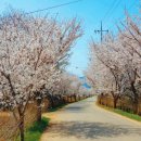 상하리 벚꽃길 이미지