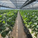 킴스베리 이미지