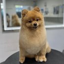 퍼스트멍멍 이미지