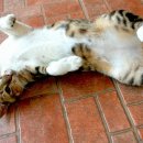 고양이샵 이미지