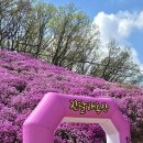 효성주유소 개방화장실 | 효성 안양공장 [진달래동산] 개방 행사, 주차 정보 안내, 안양 애견동반 여행, 진달래 꽃구경