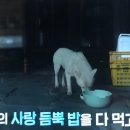 복돌이식당