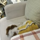 숭인로 | 미아사거리네일 다즐링네일스튜디오, 손 빠르고 꼼꼼한 페디 솔직후기 (주차 가능)