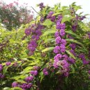 베리뷰티 이미지