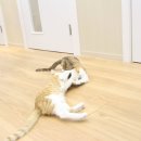 캣츠호텔 이미지