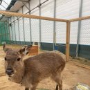 우리농장 | 경기북부 동물원 의정부 근교 아이와 가볼만한곳 추천 포천 우리농장 방문 후기