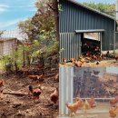 제주웰빙영농조합법인 이미지