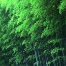 아침 기온이 영하권으로 떨서지면서 추운 겨울...//아디아포라(adiaphora) 이미지