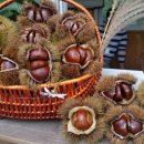 괴강향토식당 이미지