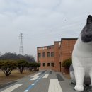 연서 손만두마루 | [화성] 반려마루(반려마루 화성) 고양이 입양센터 봉사 후기 (주말, 오전)