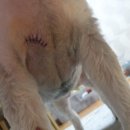 송도 아이본 동물의료센터 이미지