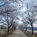 인다락벚꽃길 이미지