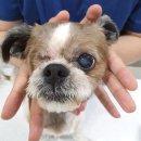 오션동물메디컬센터 이미지