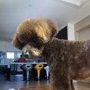 댕댕아띠 이미지