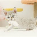 라온캣 잠실고양이분양 이미지