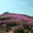 4월07일(목요일) 제142차 정기산행..여수 영취산,진달래 축제 답사 이미지