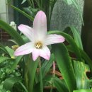 핑크 체리 이미지