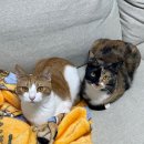 이보람산부인과의원 | 코쭈 육아준비-34주차,양수 새는 증상과 느낌에 다녀온 산부인과