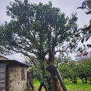 광령귤나무 이미지