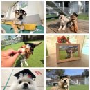 윤선생애견훈련소 | 애견훈련소를 찾고 계시다면, 이것만 확인하세요!