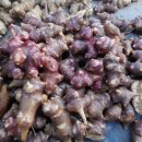 토종돼지농장 이미지