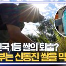 전라북도의 자랑 1등 쌀 신동진, 2023년... 정부에 의해 퇴출 위기에 처했다? [신동진 퇴출착전1 전주MBC] 이미지
