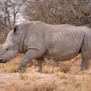 코뿔소 이미지