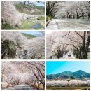 3월24(일)~25(월) 하동, 진해 벚꽃길따라 감성여행 이미지