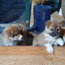 삼봉농원 이미지