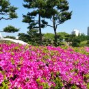홈그루유치원 | 군포철쭉축제는 핑계고, 수리산 무성봉 등산 후기