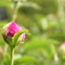 연가리맑은터 이미지