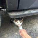 화락바베큐치킨단계점