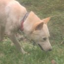 똥강아지 이미지