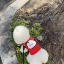루이비숑 | 강아지 옷 브랜드 요새 비숑 판초 귀여워