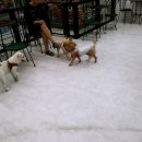 개밥주는고양이 이미지