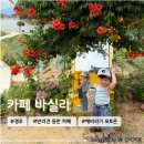 코오롱애견 | 해바라기 포토존이 아름다운 아기랑 애견동반 경주 카페 &lt;바실라&gt;